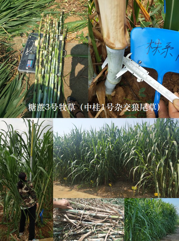 1633766885358712.jpg 1633766885358712.jpg