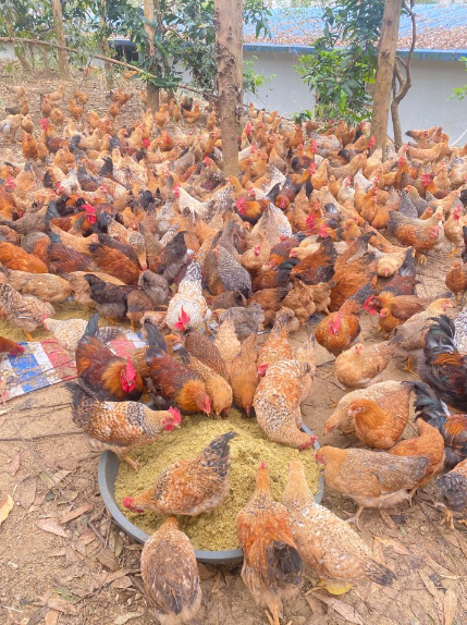 17372653572416654.png 17372653572416654.png