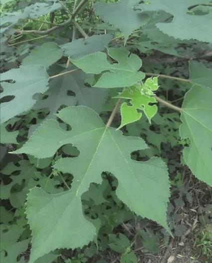 QQ圖片20250904114748.jpg QQ圖片20250904114748.jpg