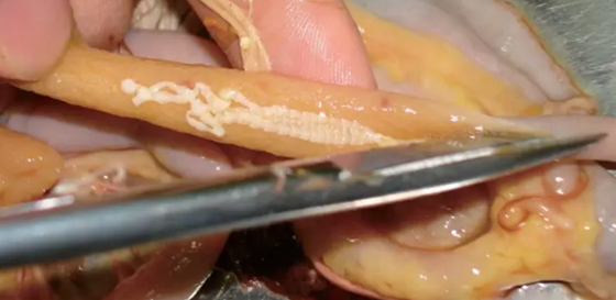 8938268B9952766F19B94CF034C7FD81.png 8938268B9952766F19B94CF034C7FD81.png