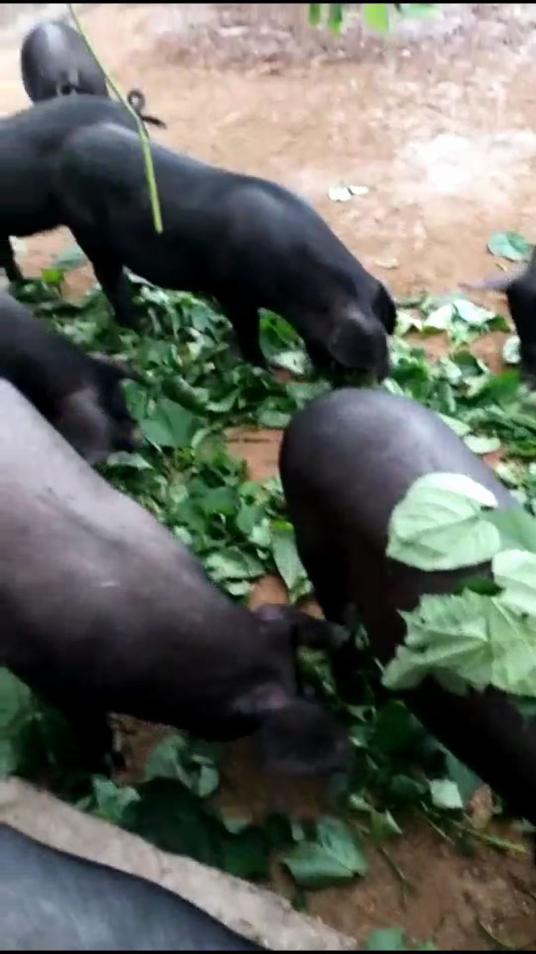 QQ圖片20250912121219.jpg QQ圖片20250912121219.jpg