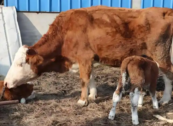 2732D20988692A63DE507DBEBE981542.png 2732D20988692A63DE507DBEBE981542.png