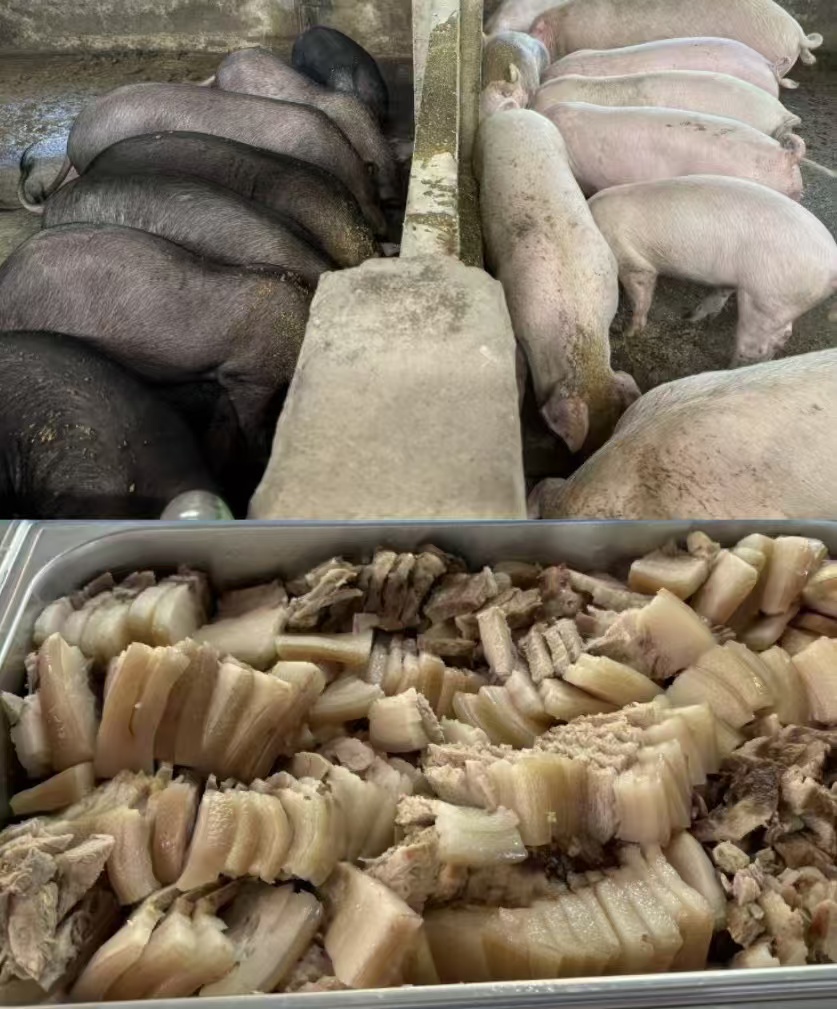 牧草豬3.jpg 牧草豬3.jpg