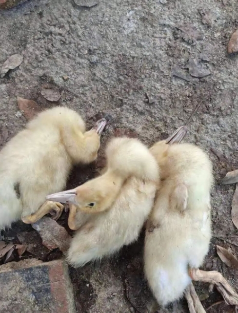 微信截圖_20251216092443.jpg 微信截圖_20251216092443.jpg