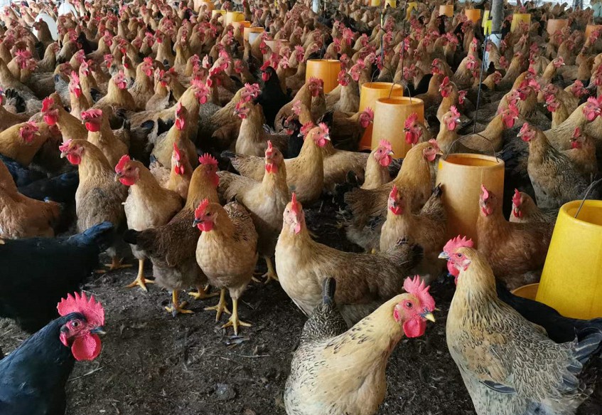 采用養(yǎng)雞專用復(fù)合益生菌高密度飼養(yǎng)的土雞養(yǎng)殖現(xiàn)場4.jpg 采用養(yǎng)雞專用復(fù)合益生菌高密度飼養(yǎng)的土雞養(yǎng)殖現(xiàn)場4.jpg