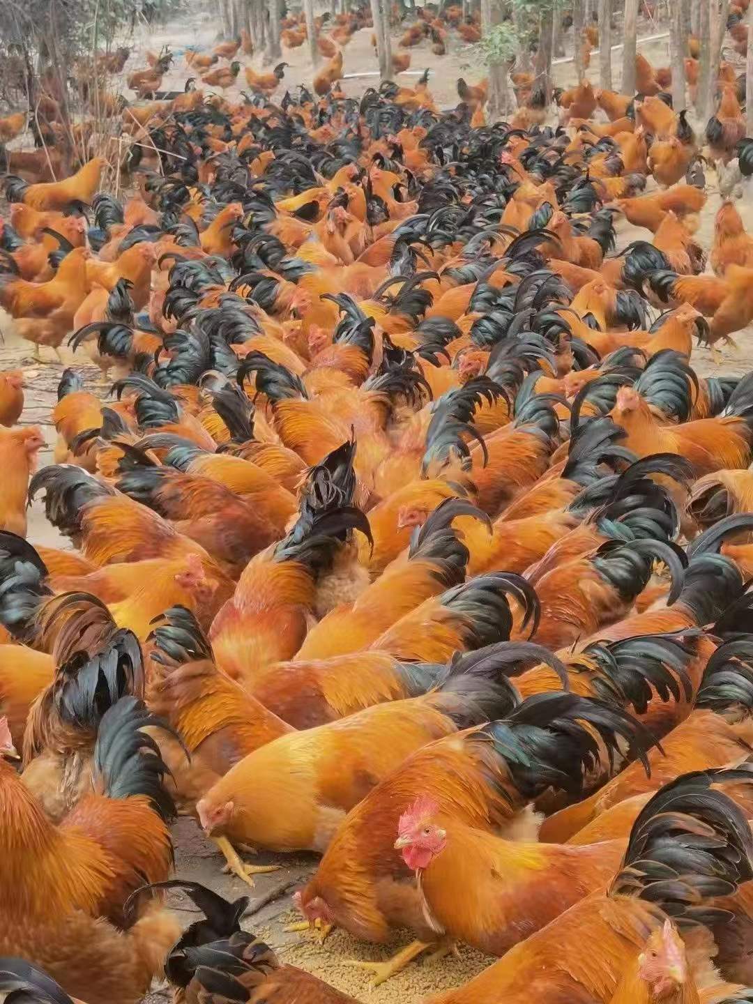 吃發(fā)酵飼料的閹雞.jpg 吃發(fā)酵飼料的閹雞.jpg