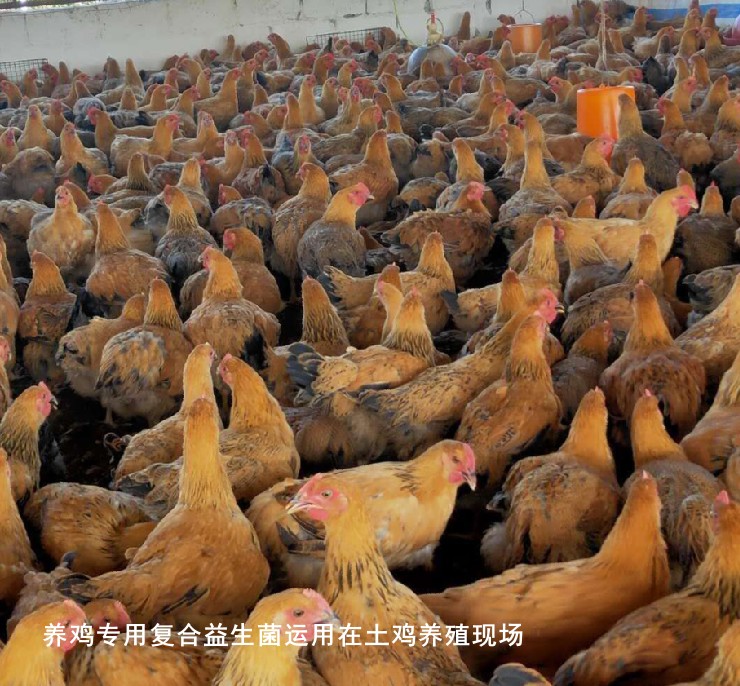 養(yǎng)雞專用復(fù)合益生菌運(yùn)用在土雞養(yǎng)殖現(xiàn)場.jpg 養(yǎng)雞專用復(fù)合益生菌運(yùn)用在土雞養(yǎng)殖現(xiàn)場.jpg