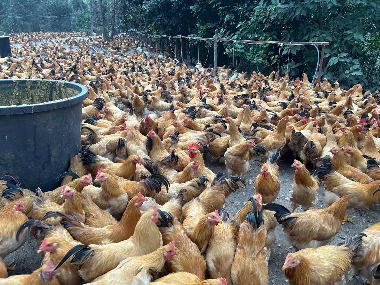 發(fā)酵飼料養(yǎng)雞降本增效明顯,雞場不臭雞病少雞肉香1.jpg 發(fā)酵飼料養(yǎng)雞降本增效明顯,雞場不臭雞病少雞肉香1.jpg