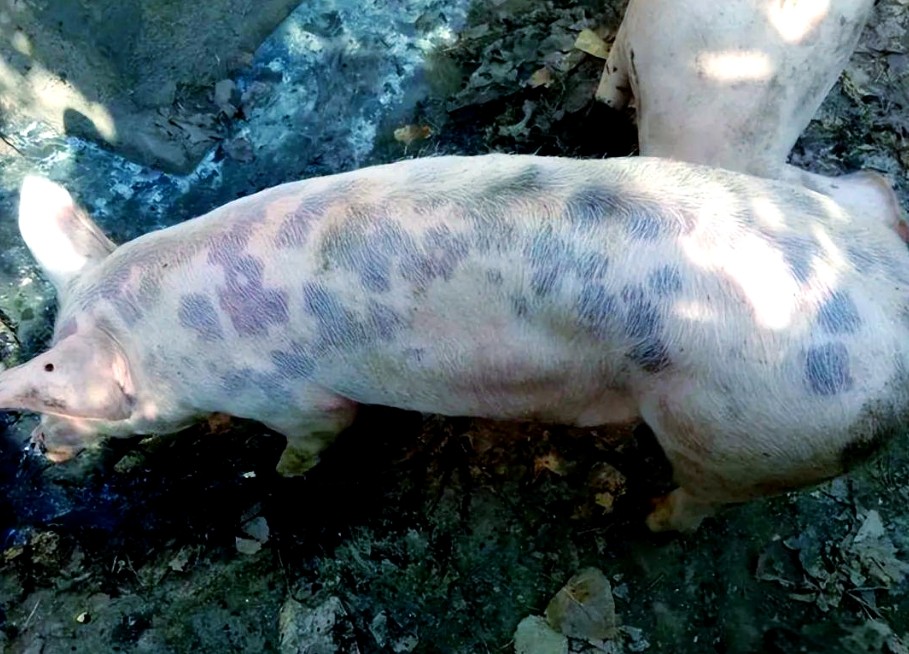 微信截圖_20251224092353.jpg 微信截圖_20251224092353.jpg