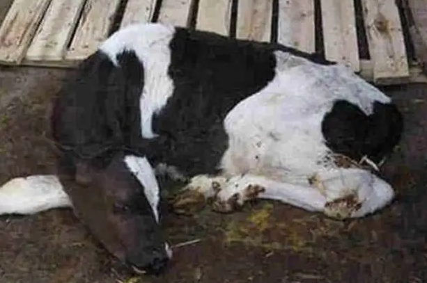 QQ圖片20260113110818.png QQ圖片20260113110818.png