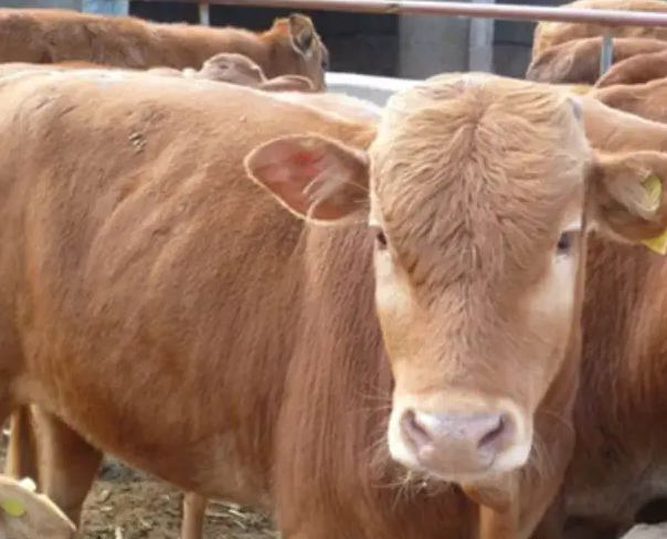 QQ圖片20260113110844.png QQ圖片20260113110844.png