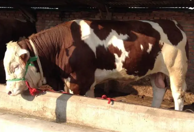 QQ圖片20260113110912.png QQ圖片20260113110912.png