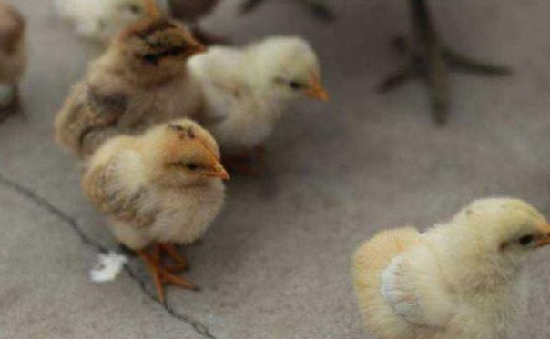 QQ圖片20260119130603.png QQ圖片20260119130603.png