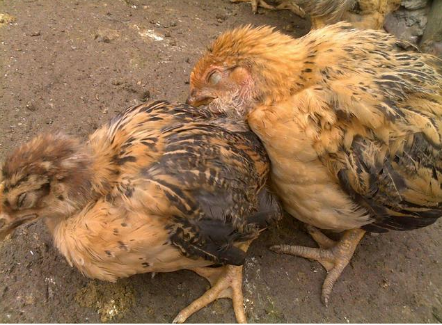 QQ圖片20260119130508.png QQ圖片20260119130508.png