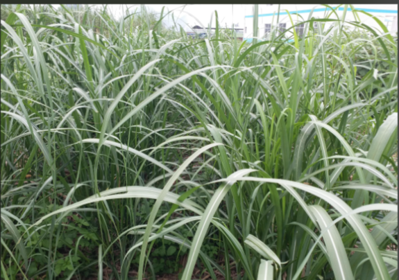 2ff1d83d-7e12-442e-a4ae-db432031e62b.png 2ff1d83d-7e12-442e-a4ae-db432031e62b.png