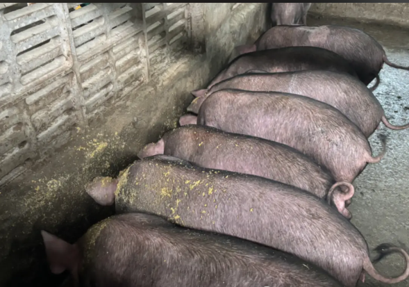 79a8f6d0-50a8-45f2-bfaa-20bccc6524ea.png 79a8f6d0-50a8-45f2-bfaa-20bccc6524ea.png