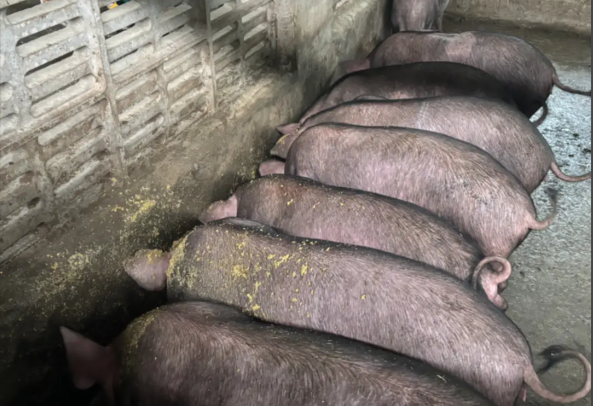 11dcd973-fe7b-4beb-b4a6-d477cb7890e5.png 11dcd973-fe7b-4beb-b4a6-d477cb7890e5.png