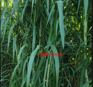 糖蔗3號(hào)牧草.png 糖蔗3號(hào)牧草.png