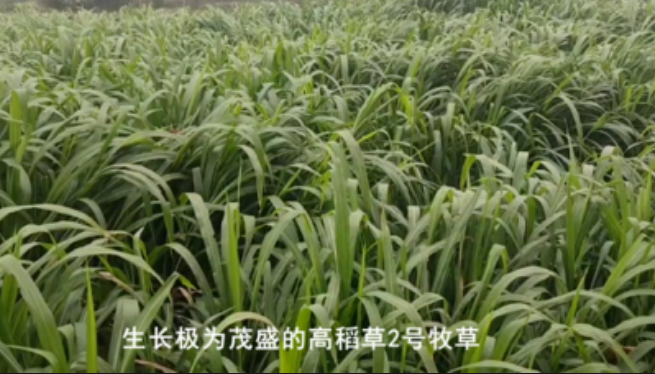 高稻2號(hào)牧草.png 高稻2號(hào)牧草.png