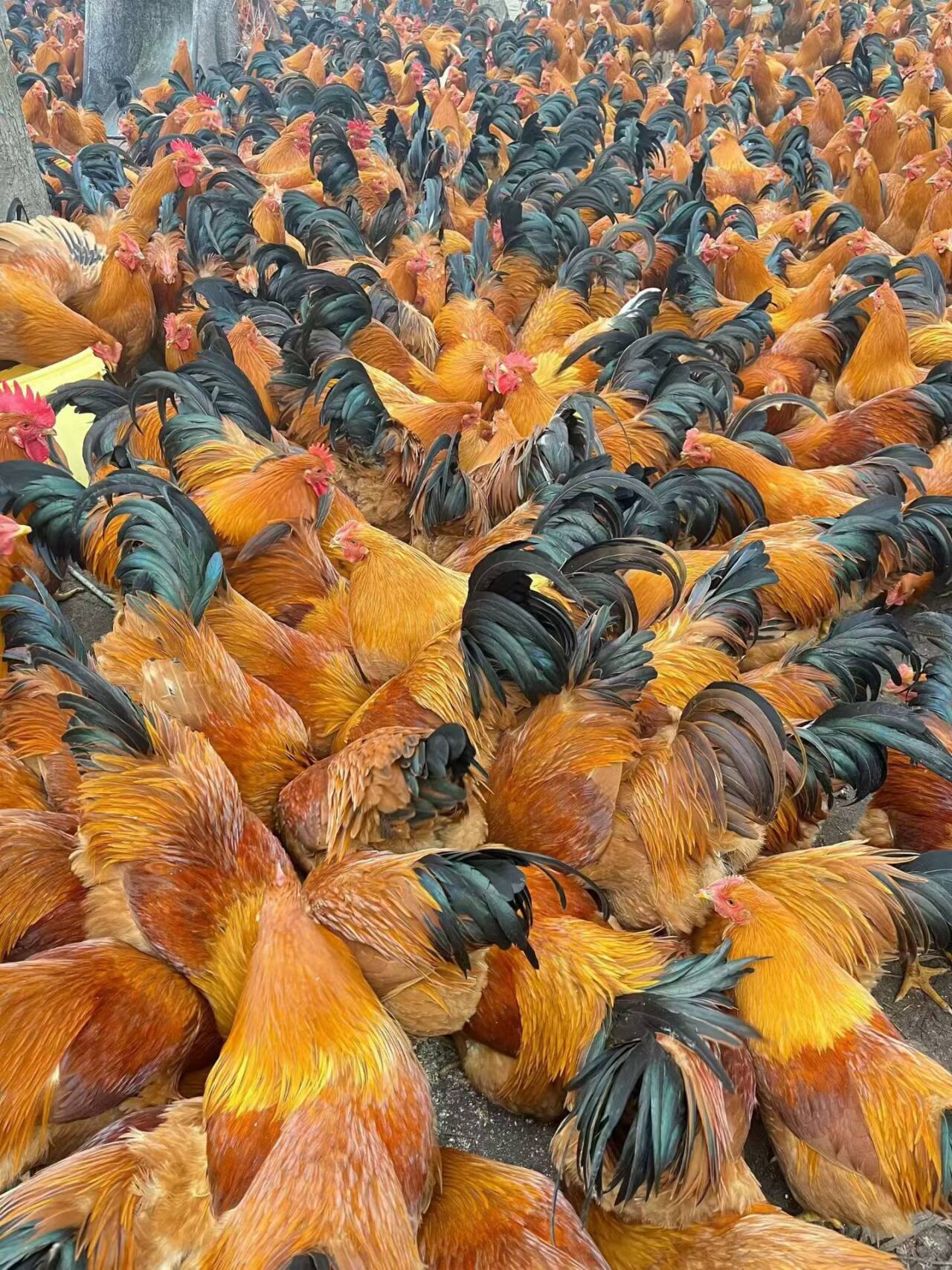 92d00a7eba6edd42a10f728d79cf0aef_720.jpg 92d00a7eba6edd42a10f728d79cf0aef_720.jpg