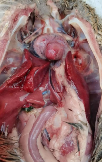 EA47CA8E36DE97EAF17A21CDD4A48411.png EA47CA8E36DE97EAF17A21CDD4A48411.png