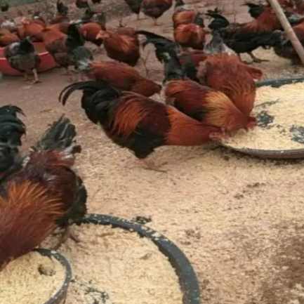 QQ圖片20260323192331.png QQ圖片20260323192331.png