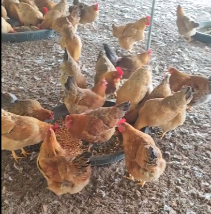 截圖20260312102800.png 截圖20260312102800.png