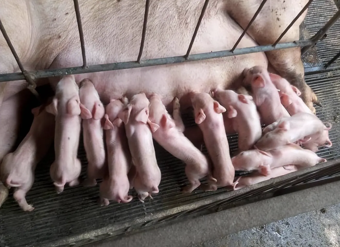 截屏2026-03-24 14.43.46.png