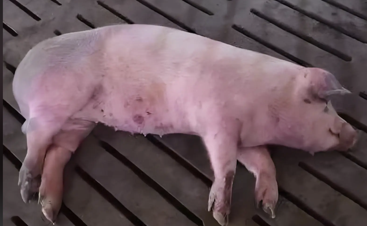 截屏2026-03-25 10.51.14.png