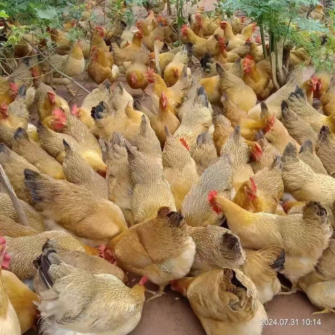 1723004298306171.jpg 1723004298306171.jpg