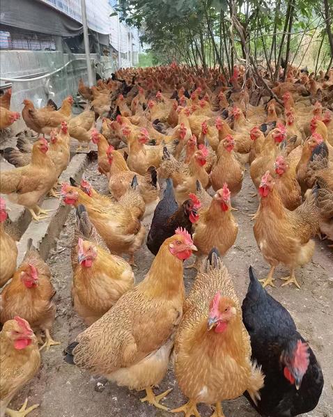 1635834459728140.jpg 1635834459728140.jpg