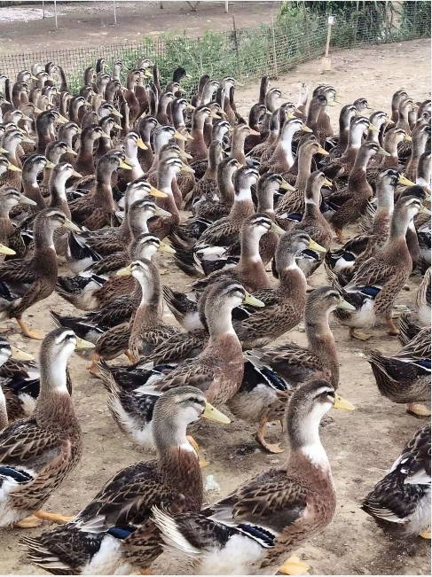 QQ圖片20220923095914.png QQ圖片20220923095914.png